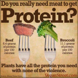beef vs broccoli protein